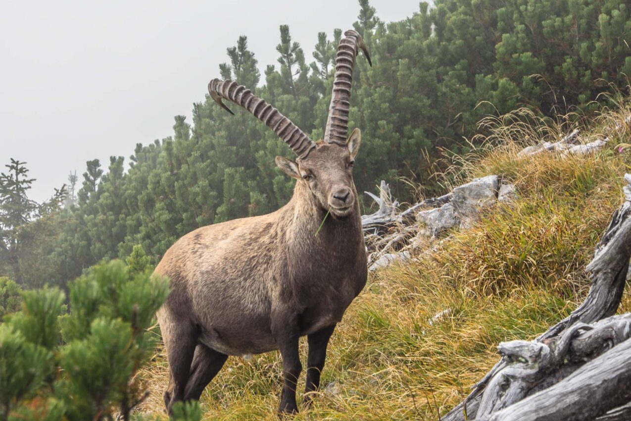 wildlebender Steinbock