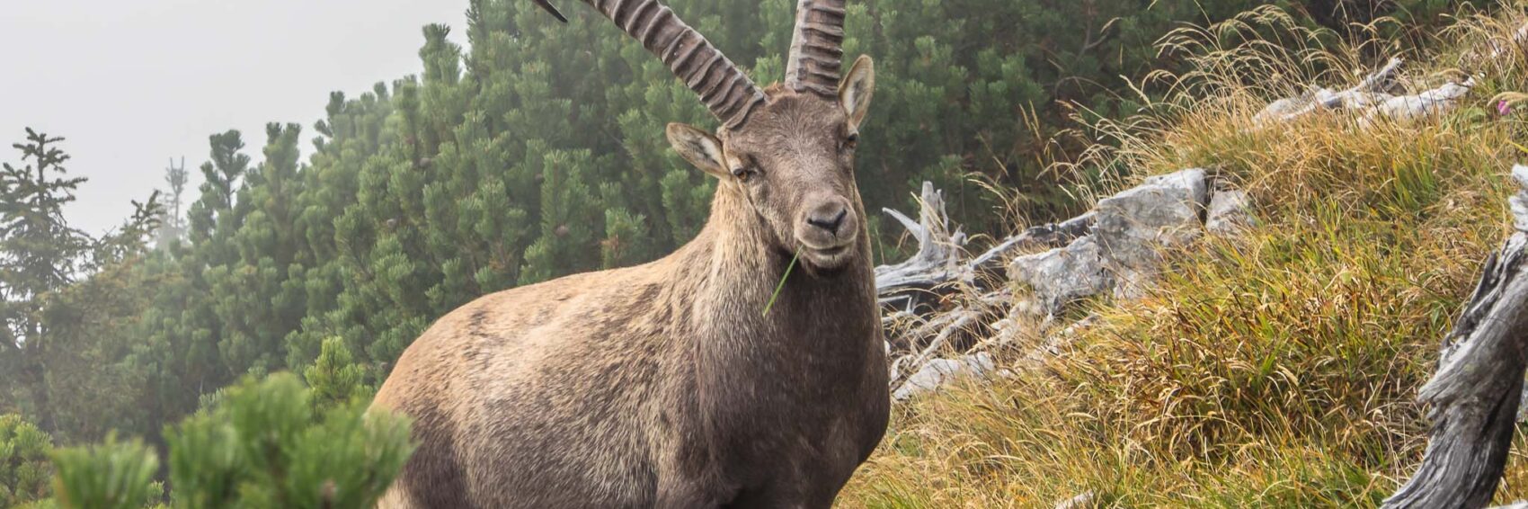 wildlebender Steinbock