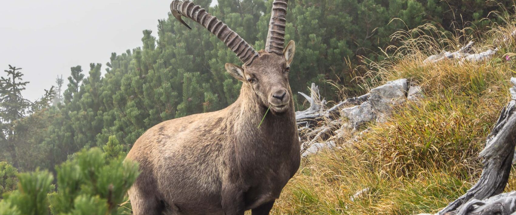 wildlebender Steinbock