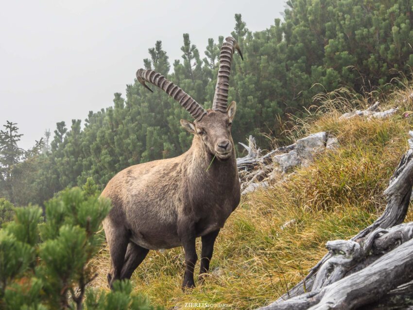 wildlebender Steinbock