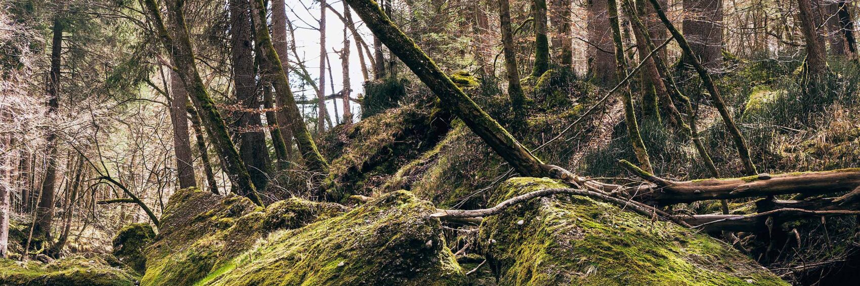 misty Mangfall misty Mangfall