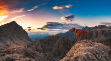 Sam überwacht den Sonnenaufgang ;)