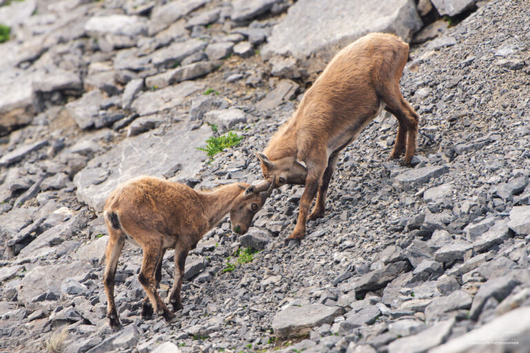 Steinböcke beim „raufen“